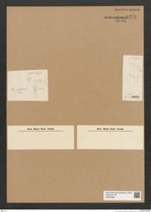 Diatomeae indet. Zeichnungen Sammlung Grunow Nr. 6276 (NHMW-BOT-W0374886)